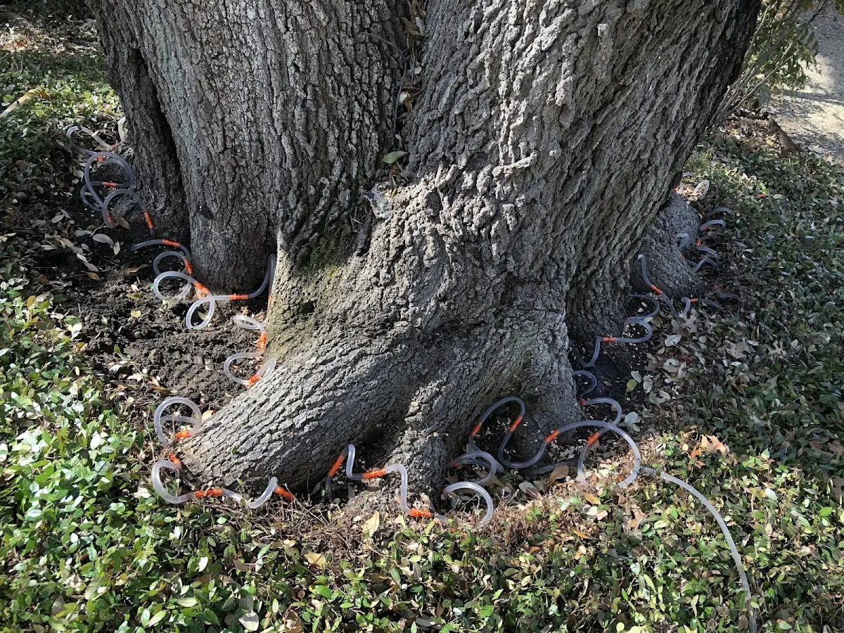 Detailed Tree Cabling and Bracing job site in Alberta